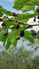 Mulberry tree with ripe morus fruit outdoor. mulberries on the branch of tree. fresh mulberry from tree