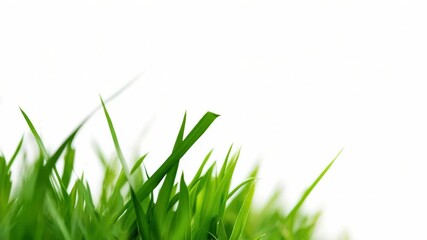 Poster - A detailed shot of lush green grass on a pure white background, suitable for use in illustrations and designs