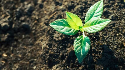 Aufkleber - A small green plant starts to grow from the ground, with soil and natural surroundings