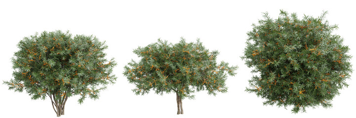 Poster - Sea buckthorn (Hippophae) trees with orange berries on transparent background.3d rendering
