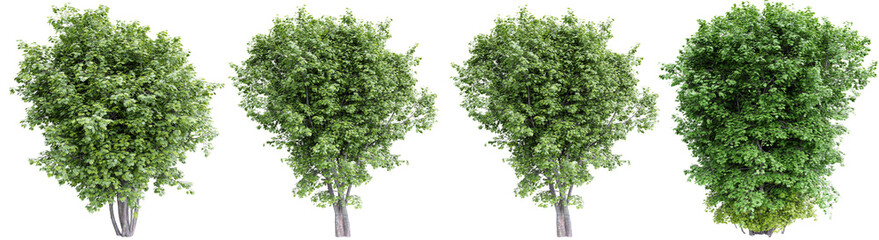 Poster - Green maple trees isolated on transparent background.3d rendering