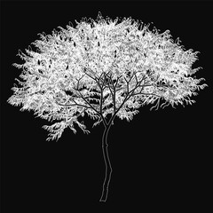 Poster - A detailed black and white contour drawing of a tree with intricate branches and delicate leaves, set against a solid black background. The minimalist yet striking design highlights the tree's.