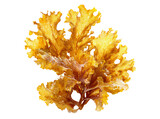 Golden seaweed delicate underwater plant life ocean flora, Isolated On Transparent Background