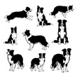© PixelSaga MH2  - Collection of border collie dog poses and actions in a striking black and white silhouette style isolated on transparent background