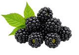 Isolated Heap of Fresh Blackberries with Leaves