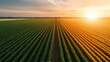 © svastix - An expansive green field stretching towards the horizon, illuminated by the warm glow of sunrise, conveying a sense of openness and tranquility in nature.