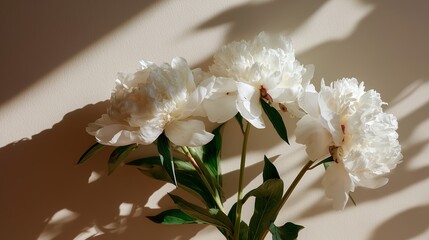 Poster - Beautiful white peonies casting gentle shadows on a neutral wall in soft morning light