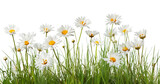 Grass and white daisy flowers isolated on white or transparent background