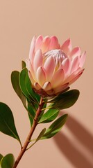 Poster - Beautiful pink protea flower in a minimalist setting with soft shadows at sunrise