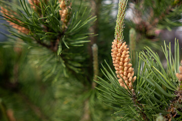 Aufkleber - Close-up View of Pine Tree Male Cones Surrounded by Lush Green Needles in a Sunny Setting