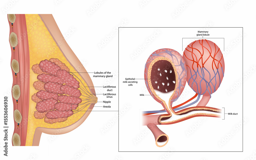 Ilustrace Detailed Medical Of Cross Section View Illustration Shows The ilustrace-detailed-medical-of-cross-section-view-illustration-shows-the