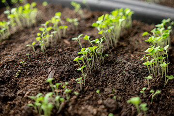 Poster - Young Seedlings Emerging From Soil in a Garden Nursery During Spring Cultivation for Future Planting