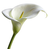 White calla lily long stem isolated on transparent background