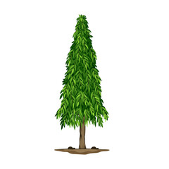 green tree isolated on white