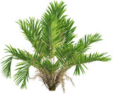 Side view of salak plant - Salacca Zalacca