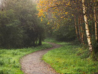 Wall Mural - A path through a forest with trees on either side. The path is covered in leaves and the trees are bare. Soft autumn mood and vibe. Nobody. S shape walkway in a park