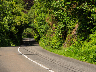 Wall Mural - A narrow road with a tree tunnel in the middle of it. Warm sunny day. Trip to nature concept. Small dangerous asphalt road in a country side. High quality surface. Irish drive carefully area.