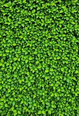 Wall Mural - Lush green foliage creates a vibrant, textured natural wall, environment, rainforest