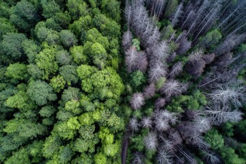 Aufkleber - Aerial view of a dense green forest transitioning into a barren leafless area du daytime with vibrant and muted trees in a natural landscape scene