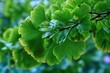 © LimeSky - Maidenhair tree Ginkgo biloba has fresh green leaves in summer