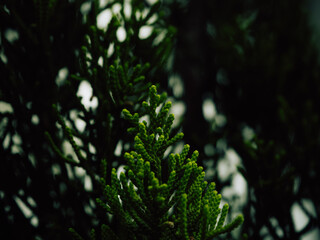 Juniper leaves