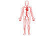 © PNG Kingdom  - Medical illustration of human circulatory system highlighting veins and arteries on transparent background
