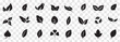 © BEST TOP CRAFT - Set of a Green leaf and Black leaf icon. Various shapes of green leaves of trees and plants. Environment and nature leaf vector illustration. Best Design.