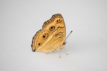 Wall Mural - Close up of beautiful butterfly on white wall background