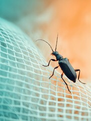 Poster - Close-up of black beetle on mosquito net with summer outdoor background, illustrating pest control and home protection against insect invasion