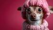 © JoxyAimages - An adorable Chihuahua wearing a pink knitted hat and sweater, showcasing a playful and fashionable pet against a vibrant pink background, radiating cuteness and charm.