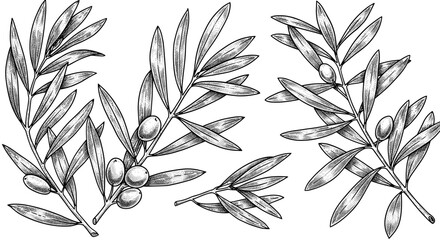 Poster - Hand drawn olive branches vector illustration for botanical design