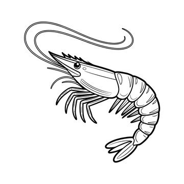 Shrimp illustration vector style coloring page 