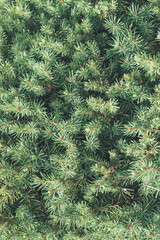 creative background or wallpaper made of close-up picea glauca (white spruce)