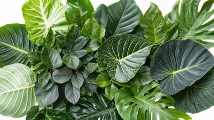 Poster - A detailed view of various green plants, ideal for use in nature or botanical-themed contexts