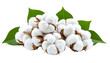 © Ninja in Pajamas - Cotton plants, raw cotton, fluffy white bolls, and cotton fiber pile showcase natural beauty, ideal for showcasing sustainable agriculture, textile production, and organic farming practices
