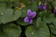 fiore di viola mammola in primavera