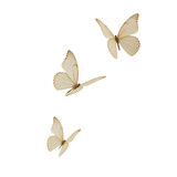 a group of butterflies on a white background