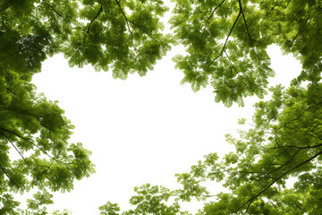 looking up through green tree canopy with transparent background for easy compositing and design pro