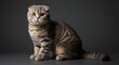 © STDG - Scottish fold, Kitten, Cat, Adorable Scottish Fold Kitten with Striking Orange Eyes