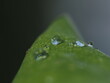 葉の上に宿る水滴をマクロ撮影しました