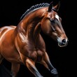 © kunyarud - A close-up of a muscular, glossy brown horse with a braided mane against a black background.
