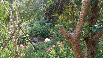 Wall Mural - spider flower near flowing water creek stream