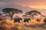 Two elephants walking in the african savanna at sunset with mount kilimanjaro in the background