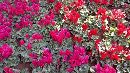 Wall Mural - red blooming Persian cyclamen persicum flower in garden