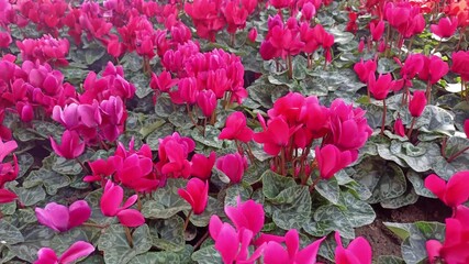 Wall Mural - red blooming Persian cyclamen persicum flower in garden