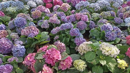 Wall Mural - blooming purple pink hydrangea macrophylla flower field garden horticulture