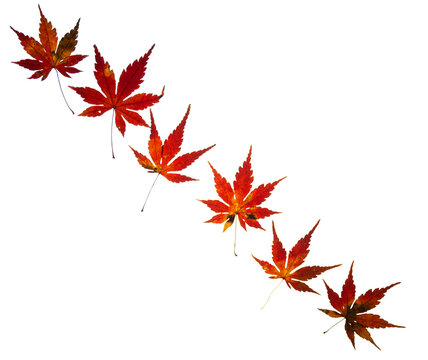Row of colorful maple leaves isolated on transparent background