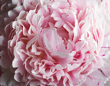 Pink Peonies Blossoms Flowers Free Stock Photo - Public Domain Pictures