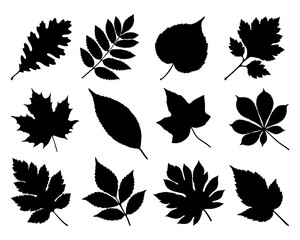 set of black leaf silhouettes isolated on white background, collection of various tree leaves for bo