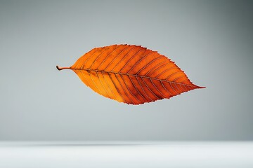 Poster - Autumn leaf floating with vibrant orange hues and intricate veins on a clean background